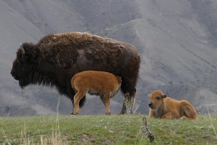 Yellowstone Upper Loop Wildlife Safari | Lamar Valley | PRIVATE - Photo 1 of 16